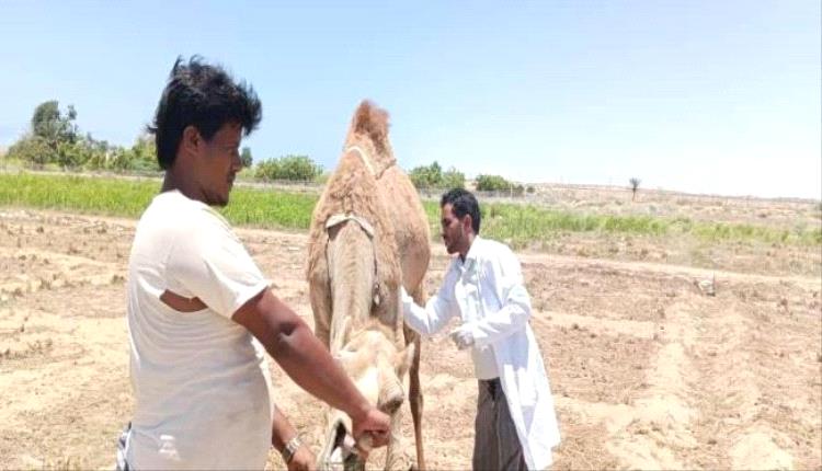 المهرة.. إطلاق حملة لمحاربة أمراض الإبل بمديرية حصوين
